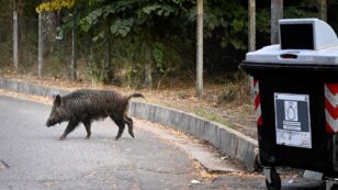 Wild Boar Attacks Prompt Curfew in Seven Roman Neighborhoods