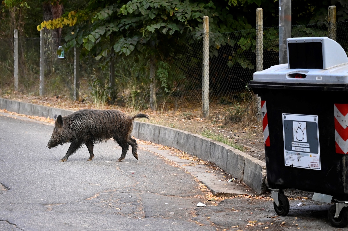 A wild boar near a trash bin in Rome.