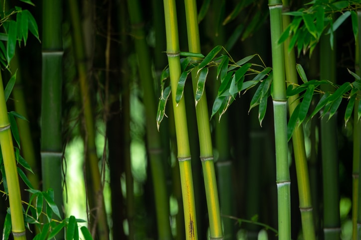 Close-Up Of Bamboo Plants
