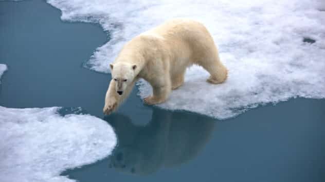 Polar Bears Found Surviving in Greenland Despite Lack of Sea Ice