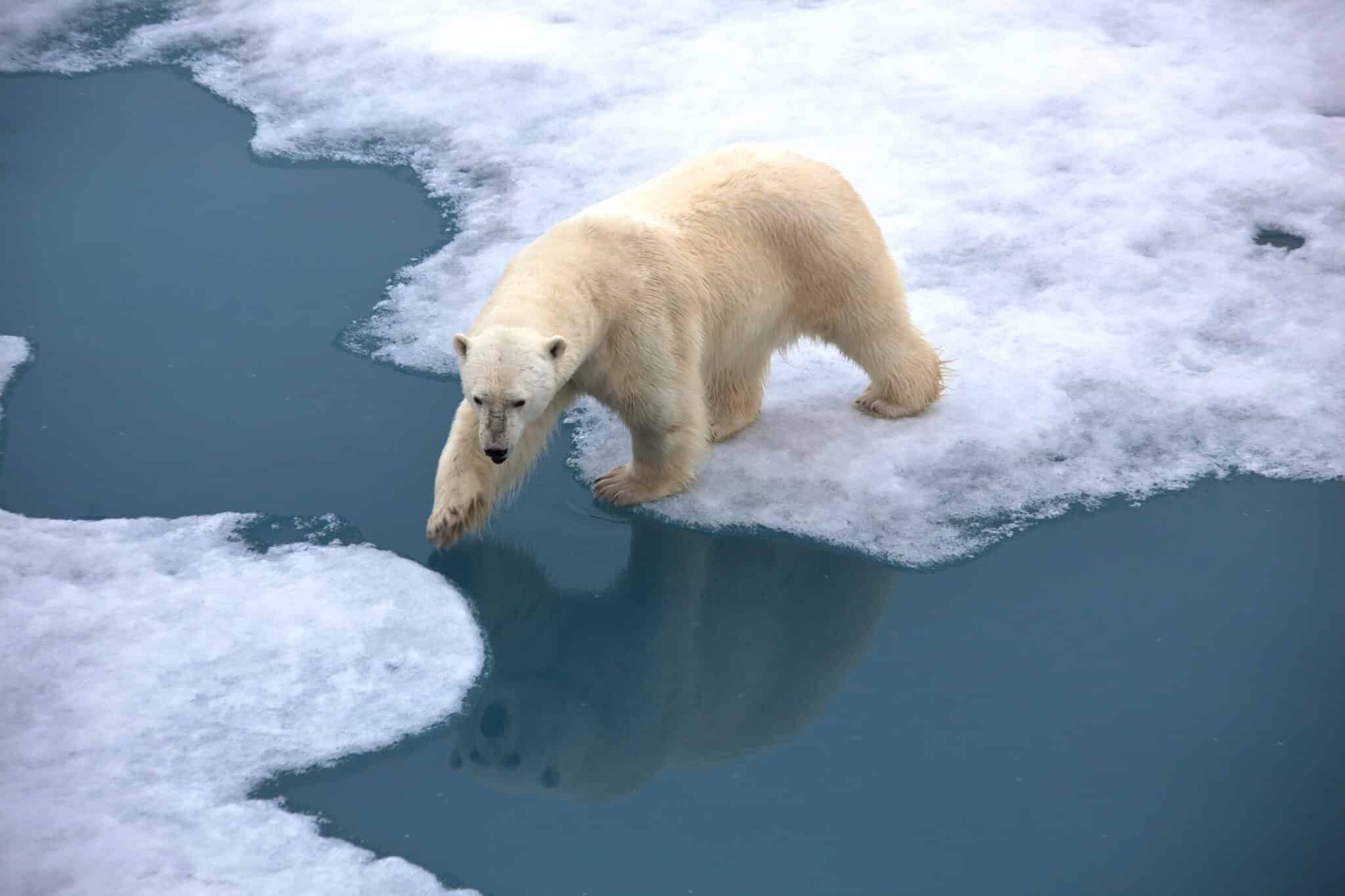 Polar bear walking on pack ice with water pond
