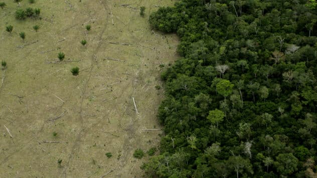 8 Things You Can Do to Help Save the Rainforest in 2022