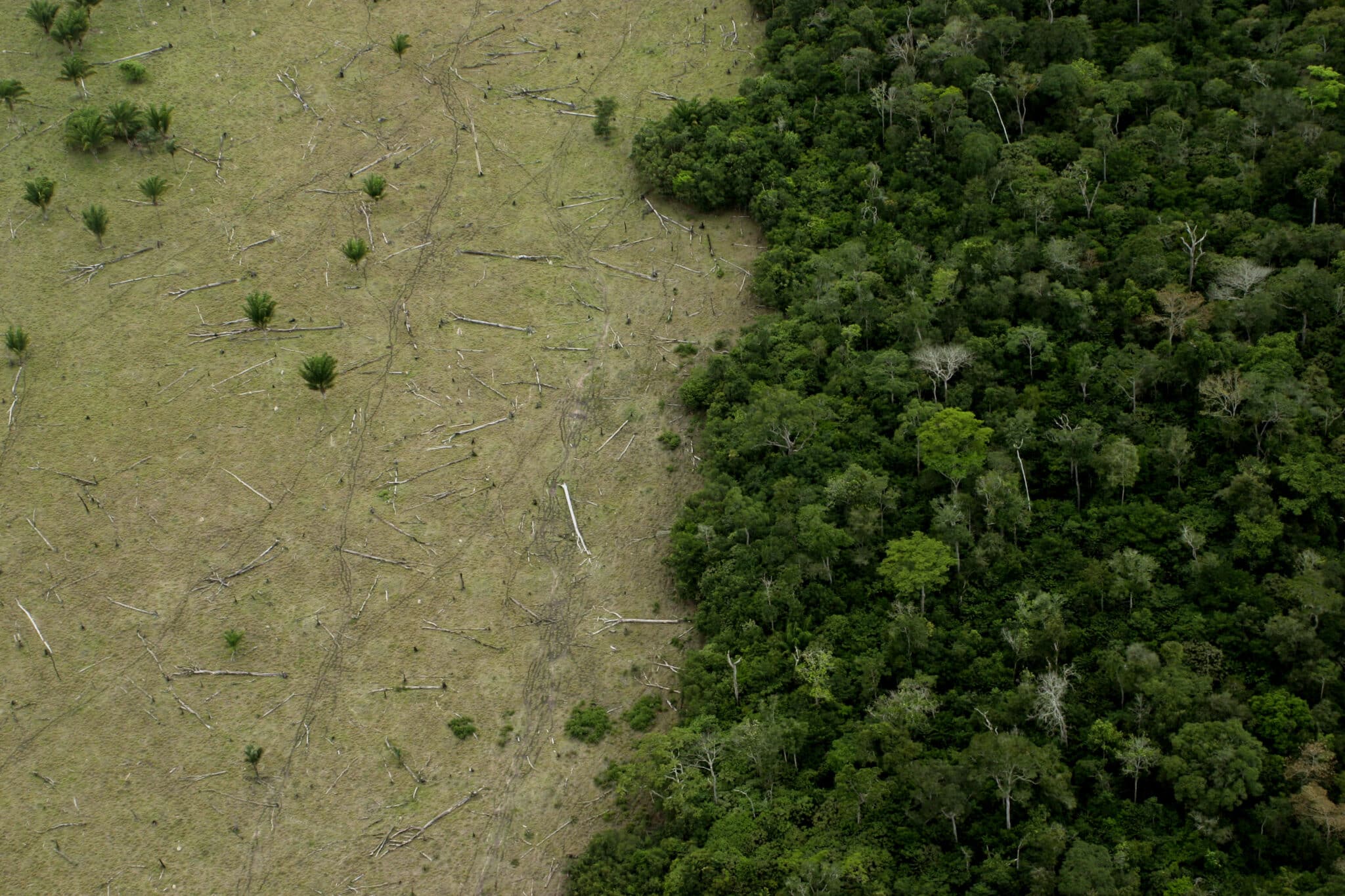 8 Things You Can Do to Help Save the Rainforest in 2022  GettyImages-90111445-scaled