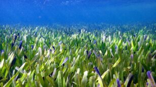 World’s Largest Plant Is a Seagrass Meadow Bigger Than Brooklyn