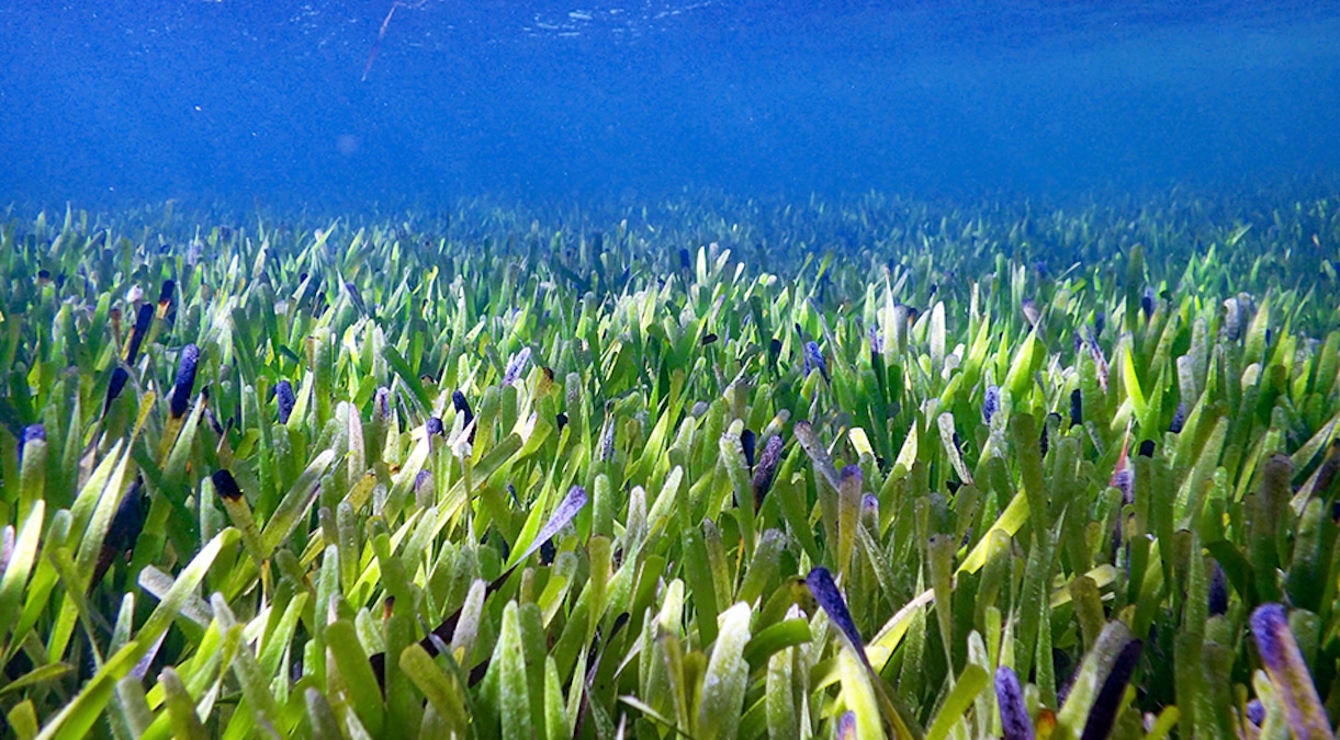 The seagrass Posidonia australis