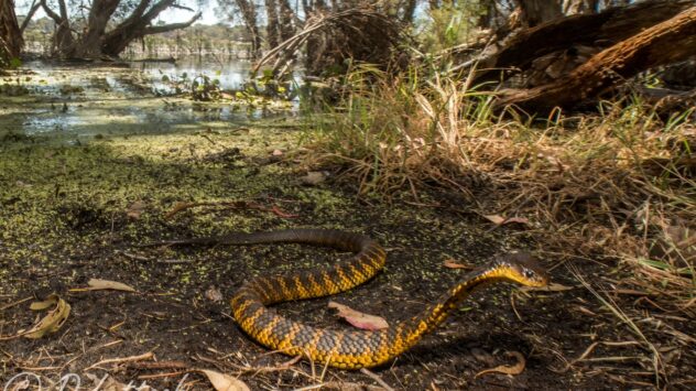 How Urban Isolation Could Make Snakes More Vulnerable to Climate Change￼