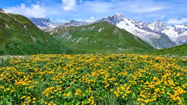 Climate Change Is Turning the Alps From White to Green, Study Finds