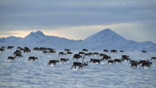 3 Oil Companies Pull Out of Alaska’s Arctic National Wildlife Refuge
