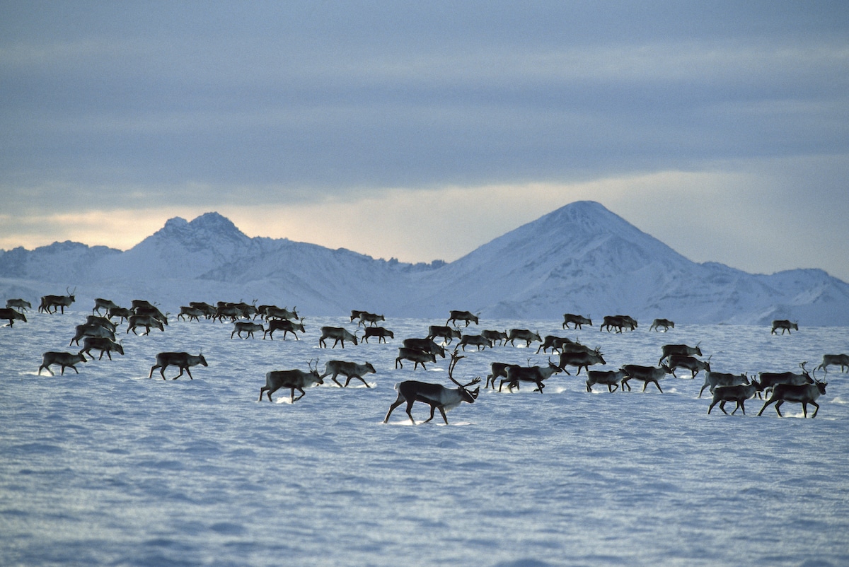 Caribou in the Arctic National Wildlife Refuge