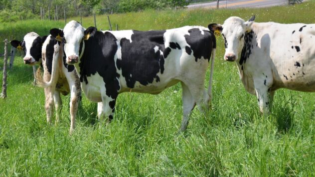 Ben & Jerry’s Is Putting Its Cows on a Low Methane Emissions Diet