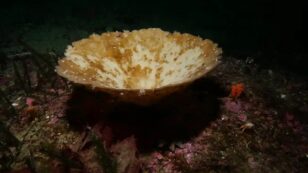 Largest Ever Bleaching of Sea Sponges Recorded in New Zealand