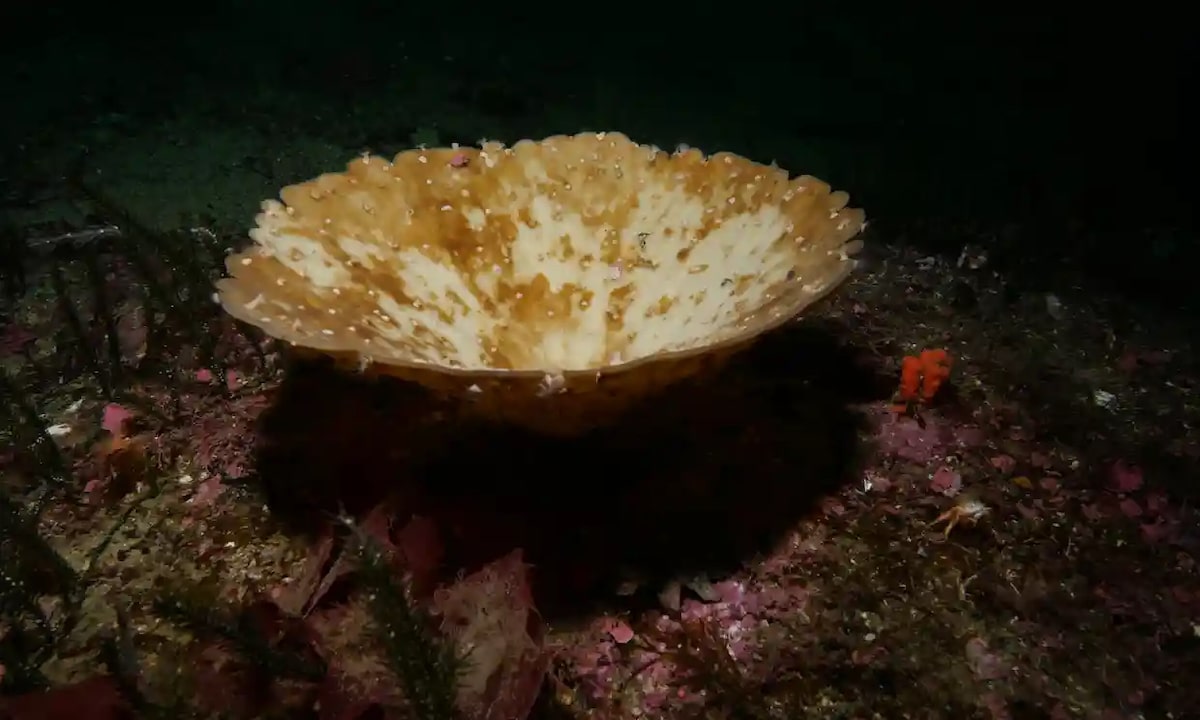 A bleached sea sponge off the coast of New Zealand