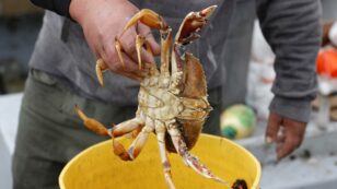 Seafood Consumption Linked to Increased Risk of Melanoma