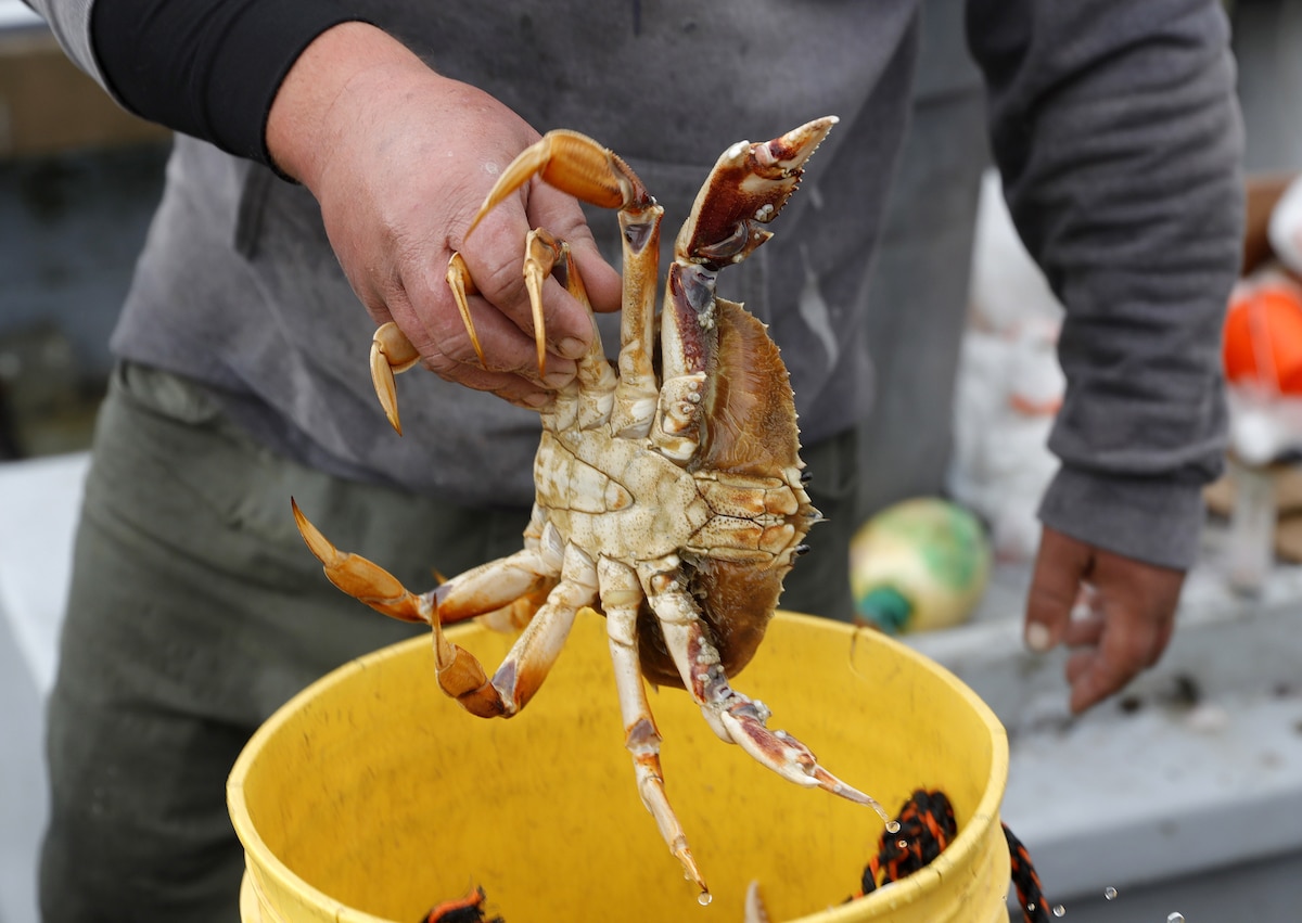 A fisherman holds a crab