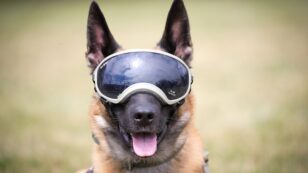 Why Your Dog Might Need Sunglasses