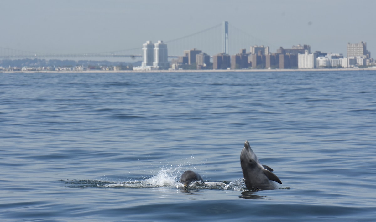 Bottlenose dolphins in New York Harbor