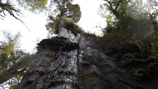 World’s Oldest Tree May Be Growing in Chile