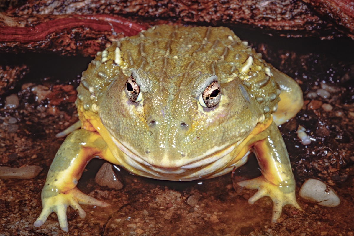 An African bullfrog