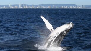 Whale Watching Season Starts Early in Australia, Thanks to Conservation Success