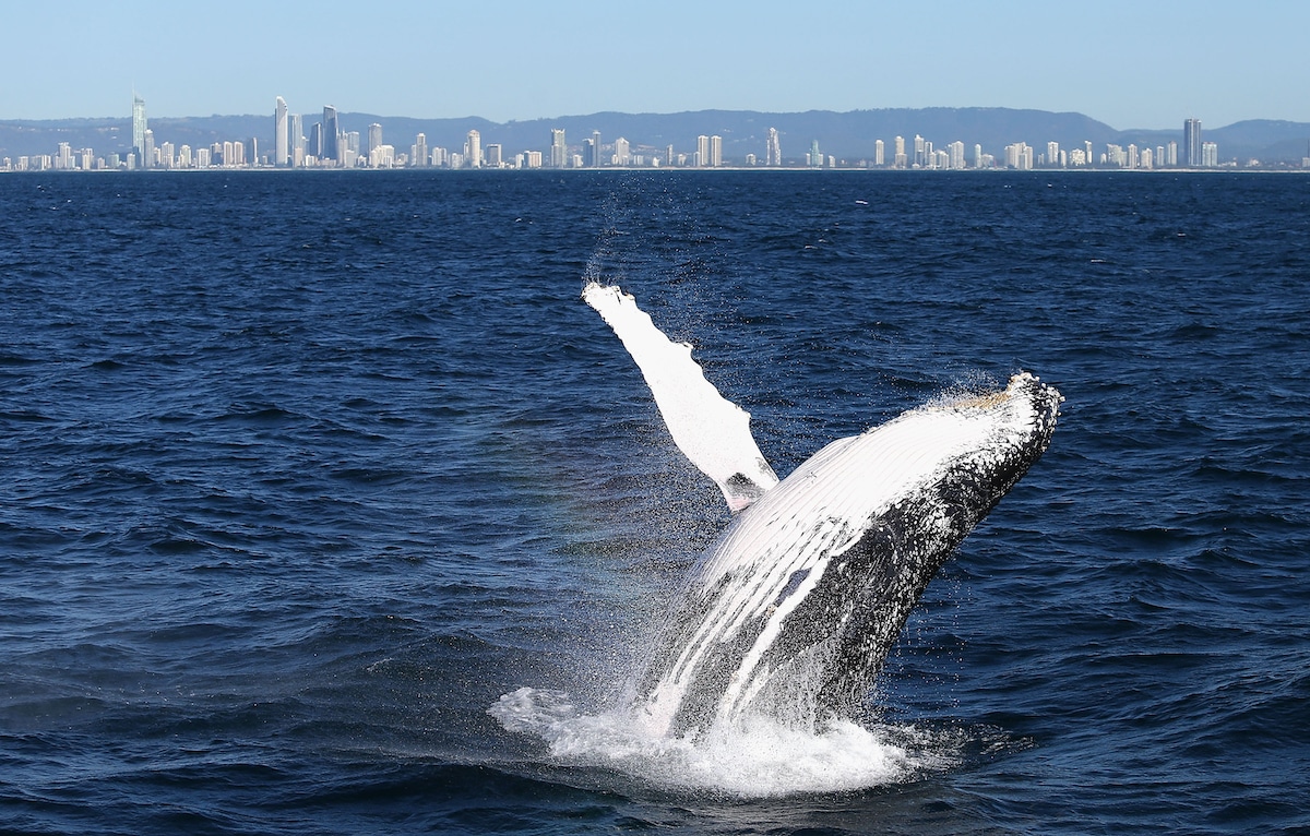A humpback whale breaches in Gold Coast, Australia