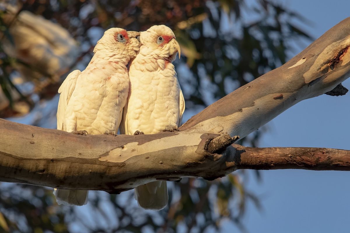 More Than 100 Australian Birds Die in Suspected Poisoning￼