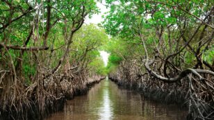 Mangroves and Coral Reefs Yield Positive Return on Investment for Flood Protection, Study Finds