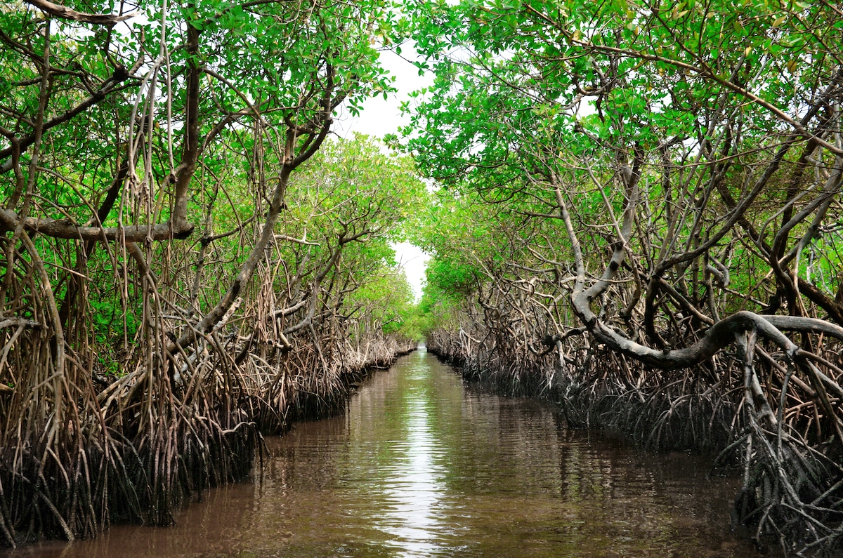 Coastal mangroves in Everglade City, Florida
