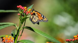 Monarch Butterflies Face Three Major Threats