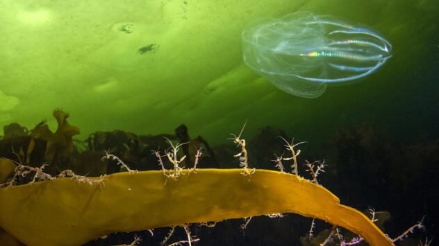 World Oceans Day Photo Competition Winners Showcase the Wonders of Our Blue Planet
