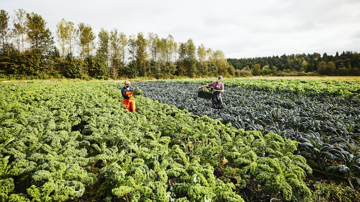 Two women farmers harvest kale on an organic farm in Washington state