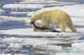 Polar Bear Poop Reveals Why Certain Chemicals Get Trapped in the Body