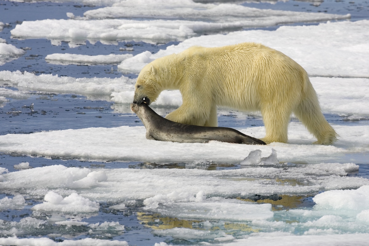Polar Bear Poop Reveals Why Certain Chemicals Get Trapped in the Body