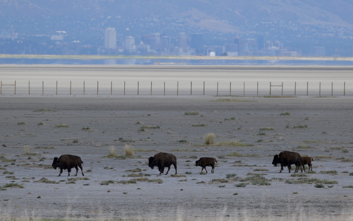 Bison walk along a section of the Great Salt Lake that used to be underwater, near Salt Lake City, Utah