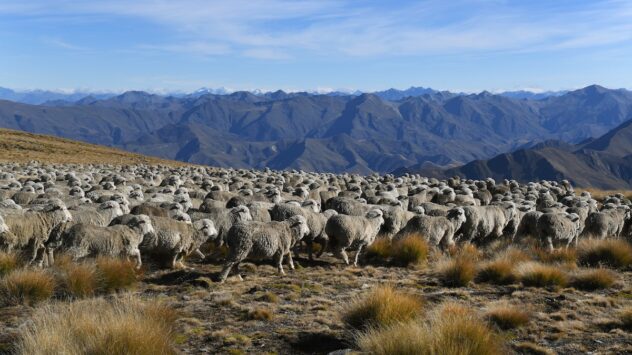 New Zealand Considers Charging Farmers for Livestock Emissions