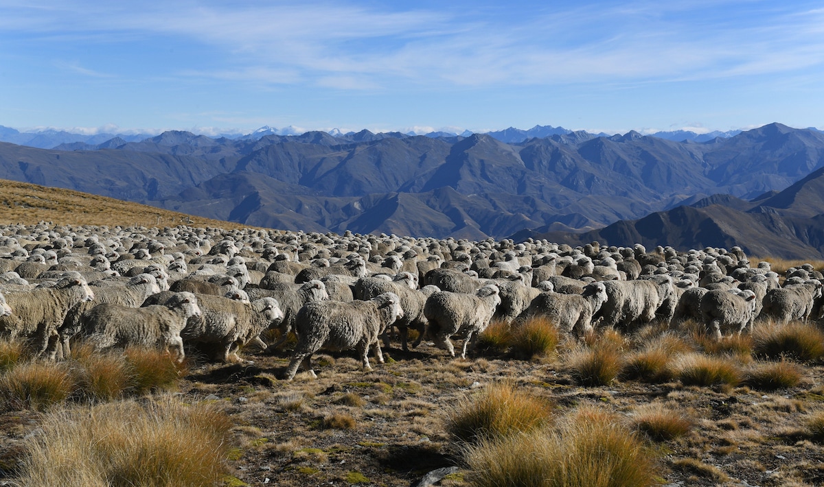 A flock of merino sheep on a farm in New Zealand