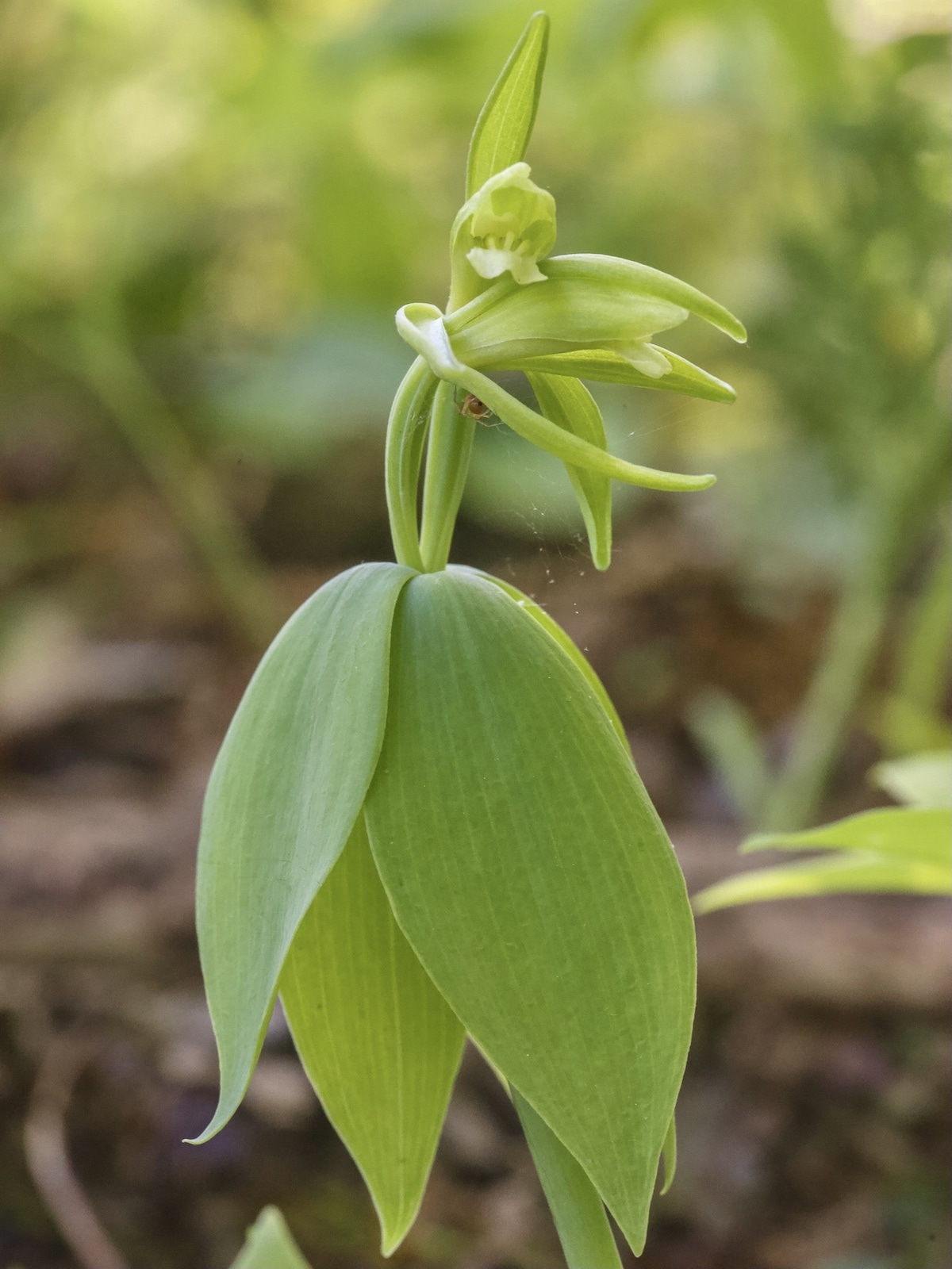 Community Scientists Rediscover Orchid Last Observed in Vermont 120 Years Ago
