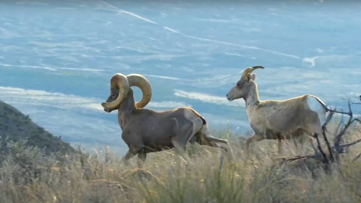Desert bighorn sheep roaming wild