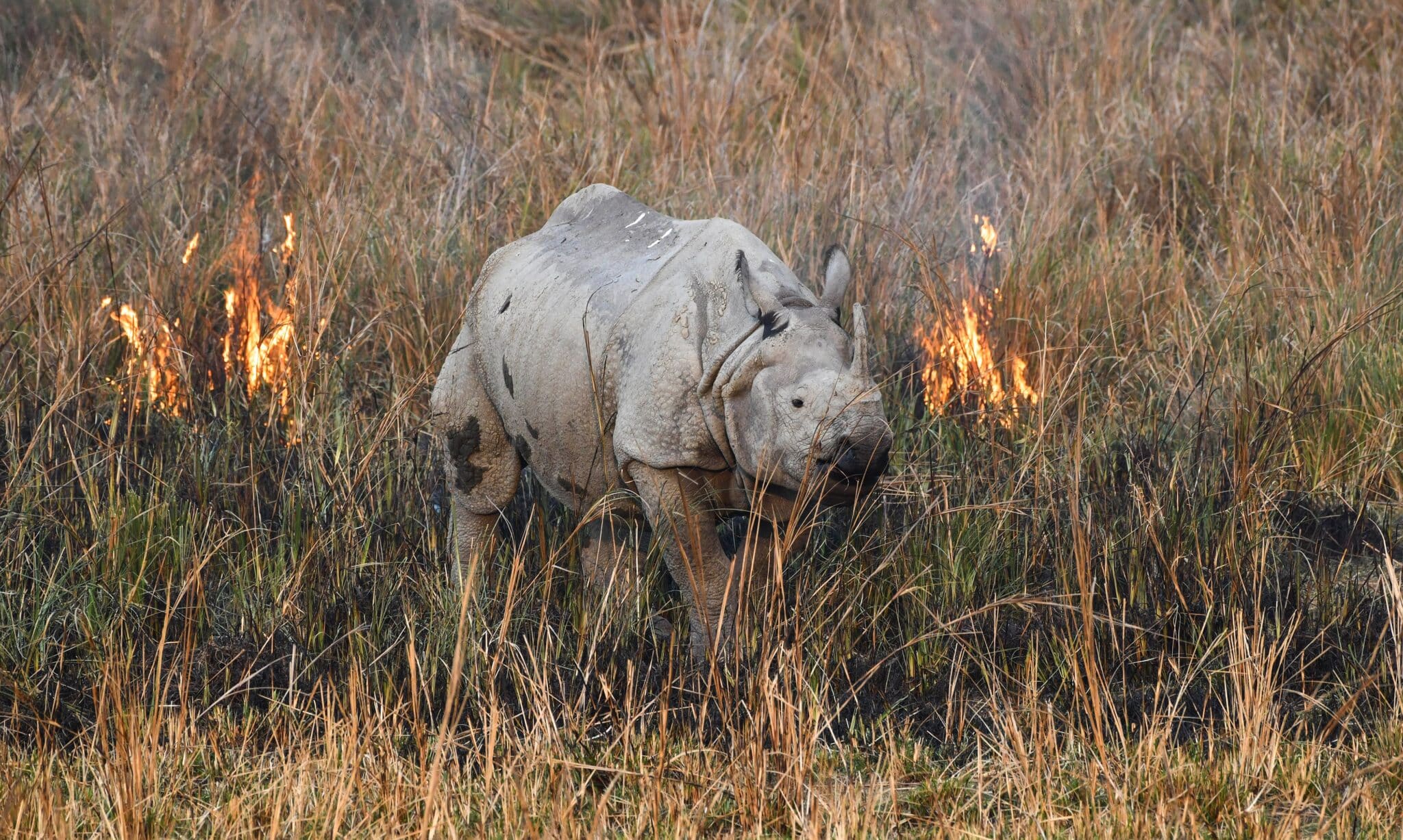 rhinoceros walks through a wildfire in a field