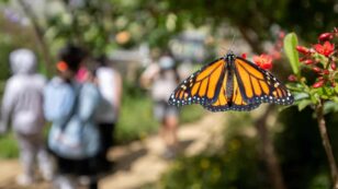 IUCN Officially Lists Beloved Monarch Butterflies as Endangered