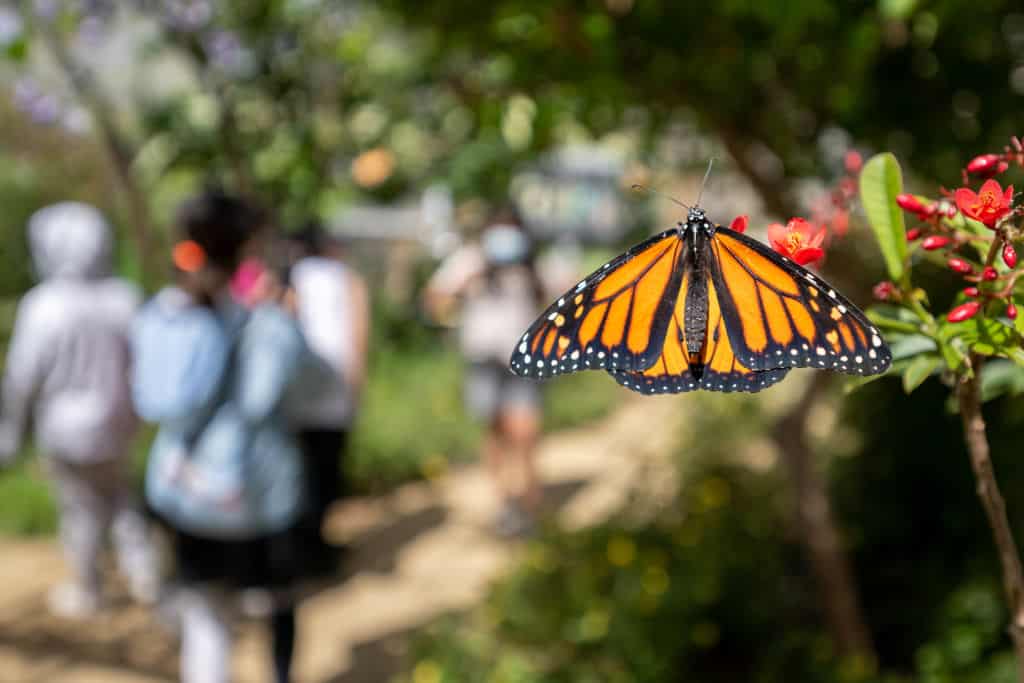 Monarch Butterflies Make a Comback in the West