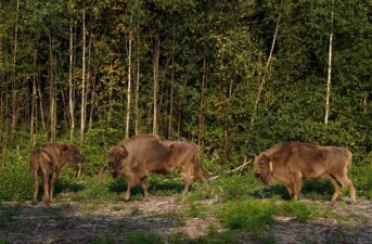 Wild Bison Return to UK for First Time in Thousands of Years in Rewilding Effort