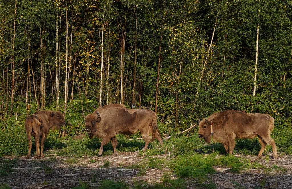 Herd of wild bison released into woods