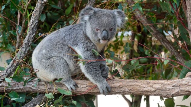 1,000+ Hectares of Koala Habitat Would Be Cleared for Proposed Mine in Queensland