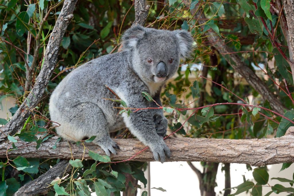 The koala (Phascolarctos cinereus) is an arboreal herbivorous marsupial native to Australia.Lone Pine Koala Sanctuary is an 18-hectare Koala Sanctuary in the Brisbane suburb of Fig Tree Pocket in Queensland, Australia.