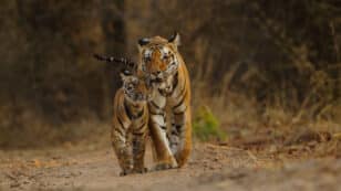 Wild Tiger Numbers Up 40 Percent Since 2015 Assessment