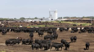 2,000+ Cattle Killed By Heat Wave Were Buried, Dumped at Kansas Landfill