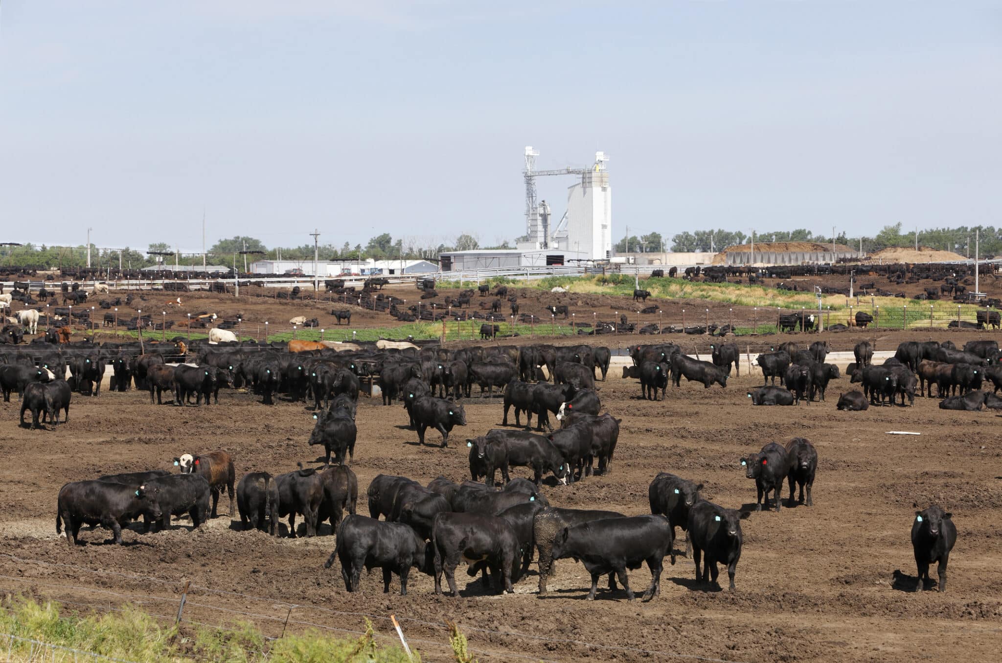 Cattle in dry outdoor Kansas feedlot