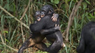 Could Tolerant and Peaceful Bonobos Be the Model for Human Peacemaking?