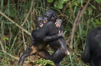 Could Tolerant and Peaceful Bonobos Be the Model for Human Peacemaking?