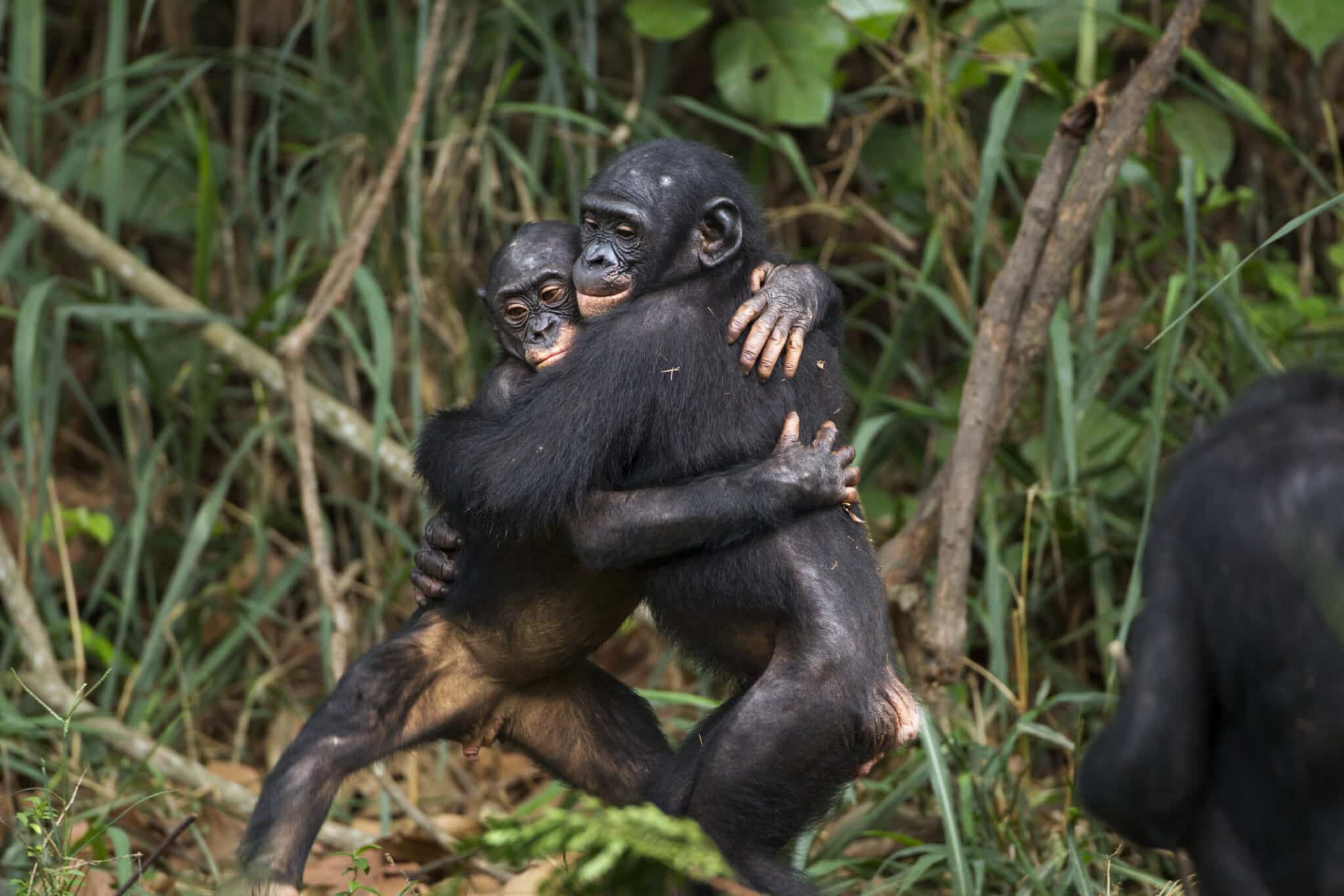 Bonobo juveniles hugging each other